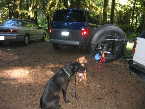 dogs waiting to go hiking - Aww, aren't they cute? Ready to go for a hike.