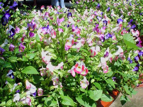 flowers - The beautiful blossom flowers that I saw when visiting Vietnam.