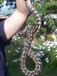 jungle python - jungle python