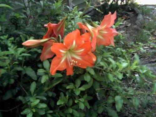 In My Flower Garden - This is a picture of one of my Lilies in my flower garden.