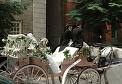 Bridal Carriage - A bridal carriage for a gypsy wedding, decorated with flowers and drawn by Shire horses. Bridal Carriage - A bridal carriage for a gypsy wedding, decorated with flowers and drawn by Shire horses.