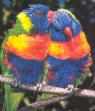 Adelaide Rosellas - Adelaide Rossella's are native to sourth australia. A very attractive bird that eat fruit.