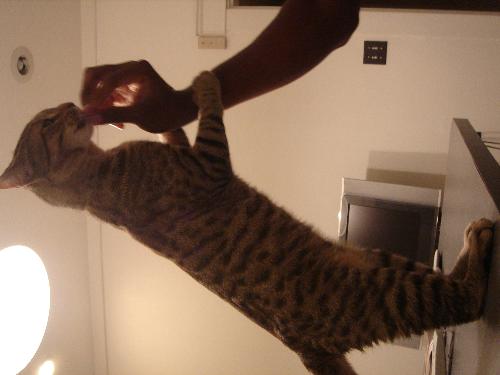 orion standing  - orion standing  up for a treat