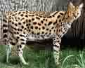 the savannah cat - pic of the savannah cat