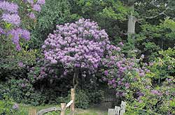 Rhododendrons Edge The Woods - A wash of purple as you exit the woods in Bolney. Rhododendrons Edge The Woods - A wash of purple as you exit the woods in Bolney.