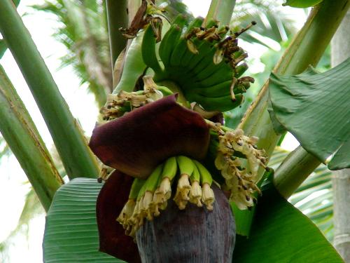 Bananas! - I loved this so much that I took a shot of it. Do you like it?