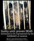 Cruelty against animals