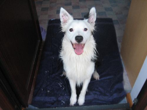 Patch Border Collie - Heres my boy Patch. A great worker who loves kids but doesnt really like other dogs. Still no-ones perfect eh?