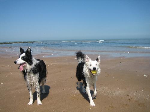 Border Collies at the beach - Tom and Patch on another day out at the beach in 2006. What do you think do they look handsome or what?