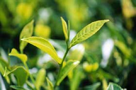 Green Tea Plant - A picture of leaves from a green tea plant.