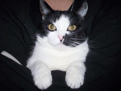 cuddles the cat! - This is my cat. Her name is cuddles and she is 7 years old.