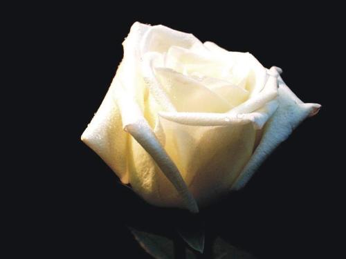 White Rose - White Rose