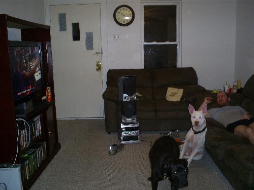 pitbull - these are my pits roxanne and dozer, they're gorgeous, kind,and think they are 60 lb lab dogs.