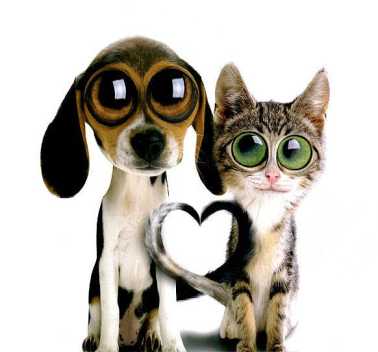 Of course we can be friends - It's just more fun to run after each other as if we're mad.. we get your attention faster :):):)