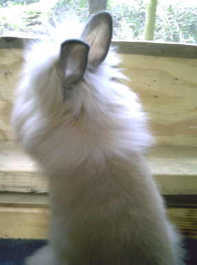 Lionhead Rabbit - This is a Lionhead Doe looking out the window. Her mane is beautiful and full as it should be. She has great Black-Tort color.