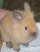Lionhead Rabbit Kit - This is a Lionhead rabbit kit at 6 weeks old. Mane is starting to show and transitional fur on the hind quarters is disappearing.