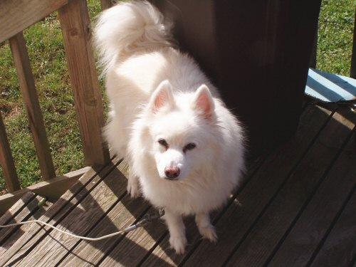 This is my 16yr old eskie Snowball - My 16 american eskimo dog snowball. He's an old geezer hehe