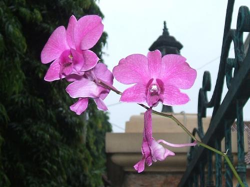 orchid....mmm beautifully - this is a good..... flower i thing