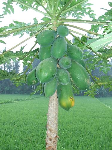 green pawpaws - nice pawpaws huh?