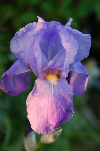 iris - This is a picture of an iris that I found