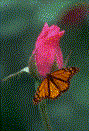 Butterfly - Butterfly on Flower