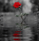 fower & water - Is it possible nnnaaaa bt just see hw nice it look like