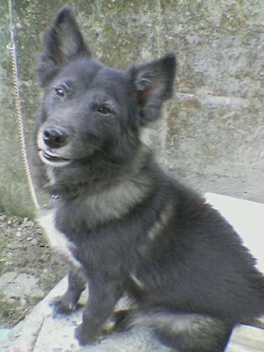 whoopie - This is my loving Dog Whoopie.