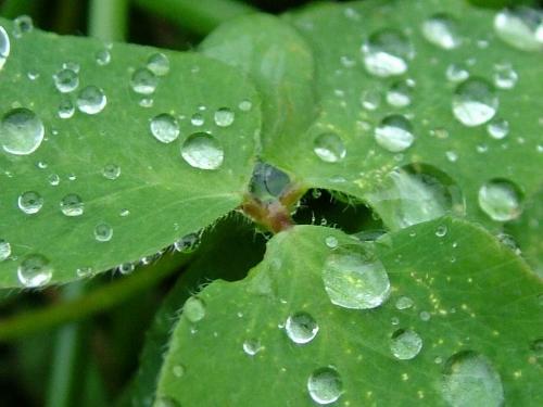 raindrops on leaf - nice plump raindrops on leaf..tranquilty waiting..