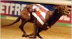 That Hare's Mine!!! - A racing greyhound. That Hare's Mine!!! - A racing greyhound.