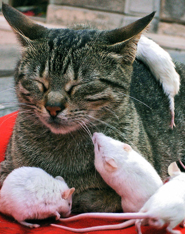 mice climbing trained cat - mice besiege a performing cat in cagliari,on the resort island of sardinia,italy.the owner who has trained to not eat mice,makes money by presenting the cat in a pedestrian area.