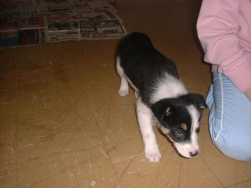 my dog kelly at 6wks old! - when we first got our dog kelly