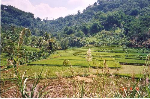 Rice field - Rice field between Lampegan and Cianjur on West Java Indonesia. Picture taken from the train.
