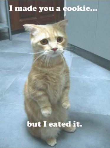 I made you a cookie, but I eated it. - cat macro, lolcatz, I made you a cookie but I eated it.