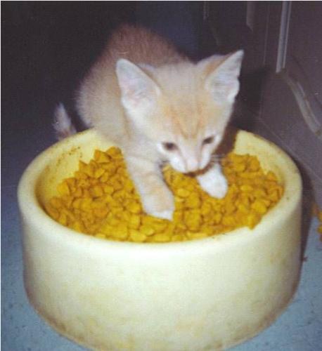 Taj & the big bowl - My #1 son, Taj at 5 weeks - didn't know what to do with the food yet!