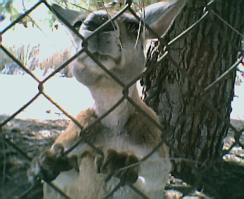 feed me! - kangeroos are free roaming in australia so they have fences so they dont go in the roads