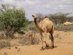 Camel - camel