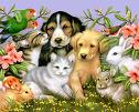 pets - lovely pets