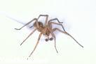 Arachnophobia.. - fear of spiders,