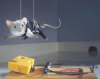 everything will be possible - fight for cheese .