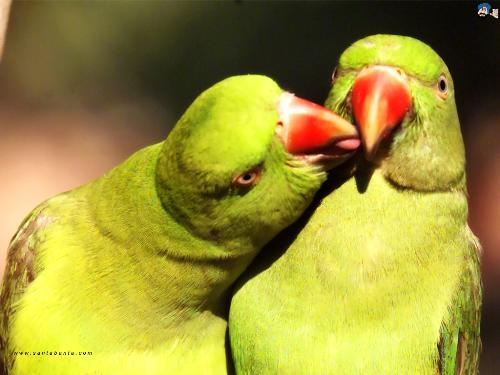 parrots - hi   how these parrots? do you like these parrots?  commend it...