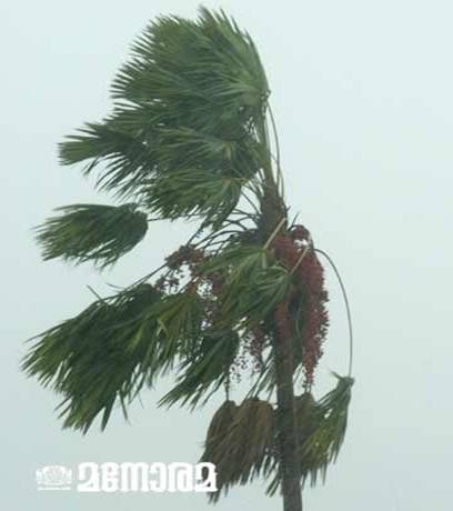 kerala monsoon - coconut tree falling with the wind