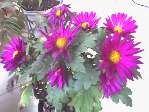 my home flower - i water it everday