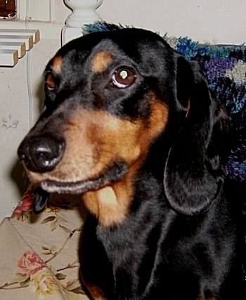 My dog - This is my dog.