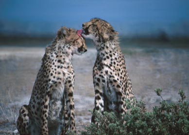 licking to each other - picture of tiger licking to each other.