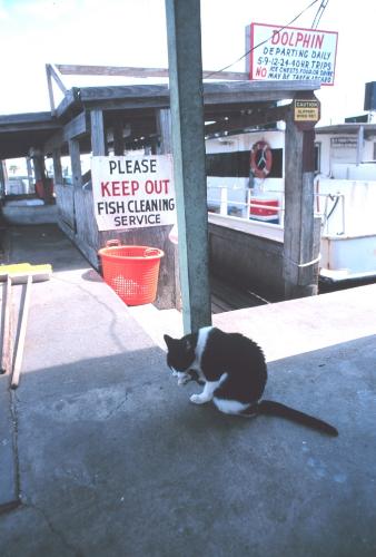 a cat - a picture of a cat cleaning up his self