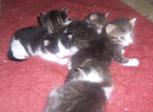 Five Little Kittens - Aren't they precious?