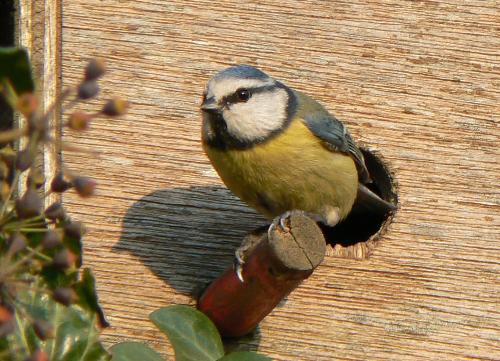 Nesting Birds - nesting box with blue birds in my back garden, I can&#039;t type in what they are called because mylot says it violates their code, but they come in a variety of sub species, Great, Blue, Coal, Long-tailed