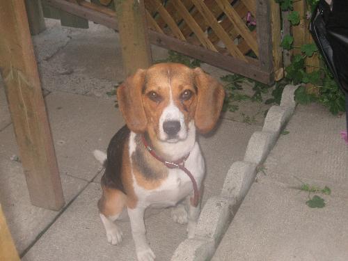 My dog Chelsey - This is a pic of one of our dogs; Chelsey, a 1 yr old female Beagle.