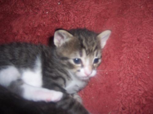 Babie Kittie - This is just one of our little kitties! Isn't he cute?