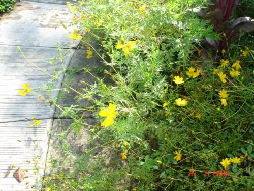 yellow flower - yellow flower. plants that usually is for rest house.